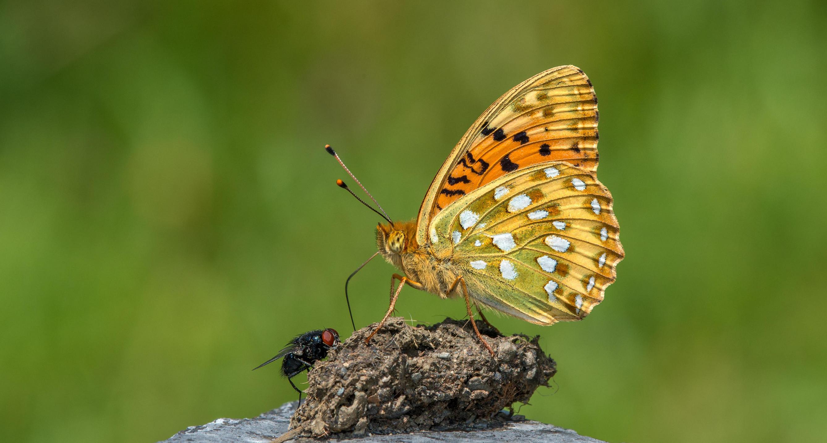 Image from Yealand Kalfayan Butterfly Photography